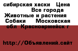 l: сибирская хаски › Цена ­ 10 000 - Все города Животные и растения » Собаки   . Московская обл.,Красноармейск г.